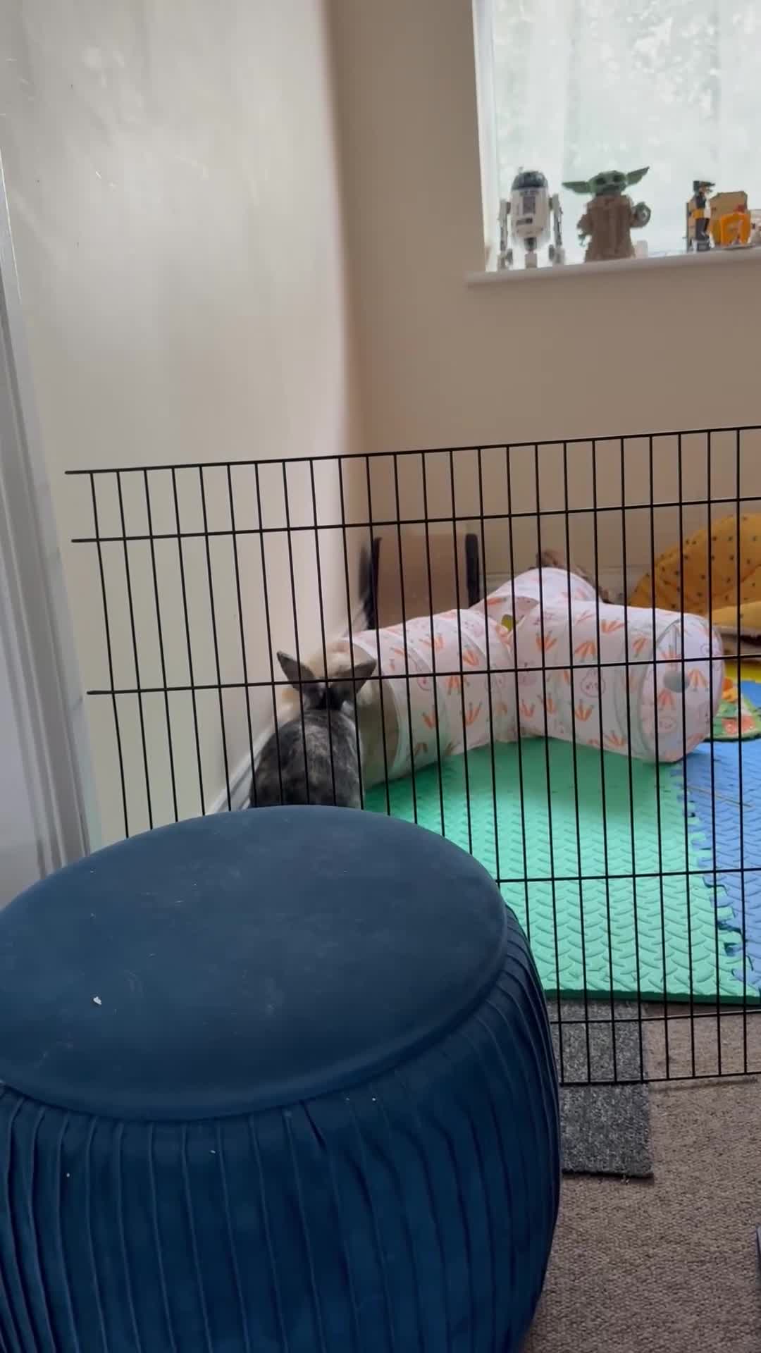 Angora rabbits for sale: Rocket and Lylla in Wokingham - Video 1