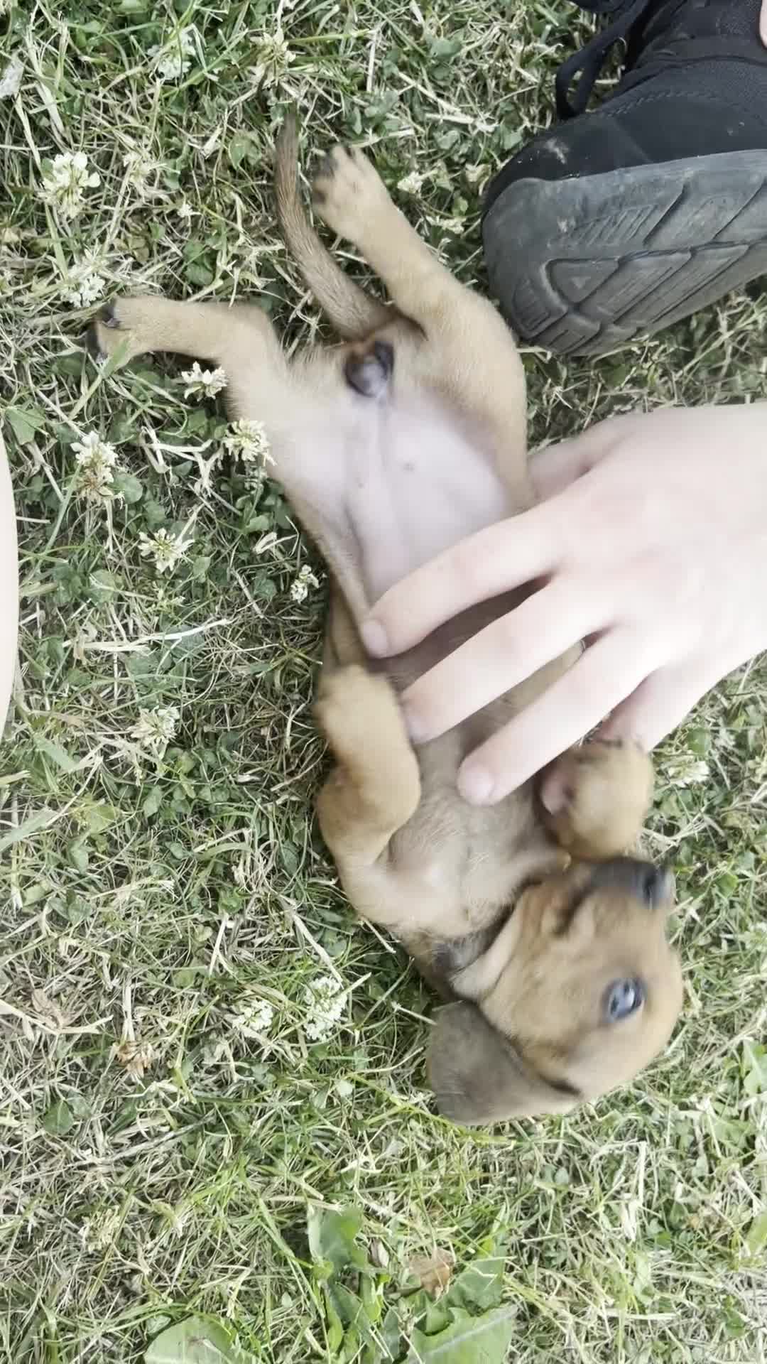 Miniature Dachshund dogs for sale: Tan miniature smooth hair dachshund pups for sale - Video 1
