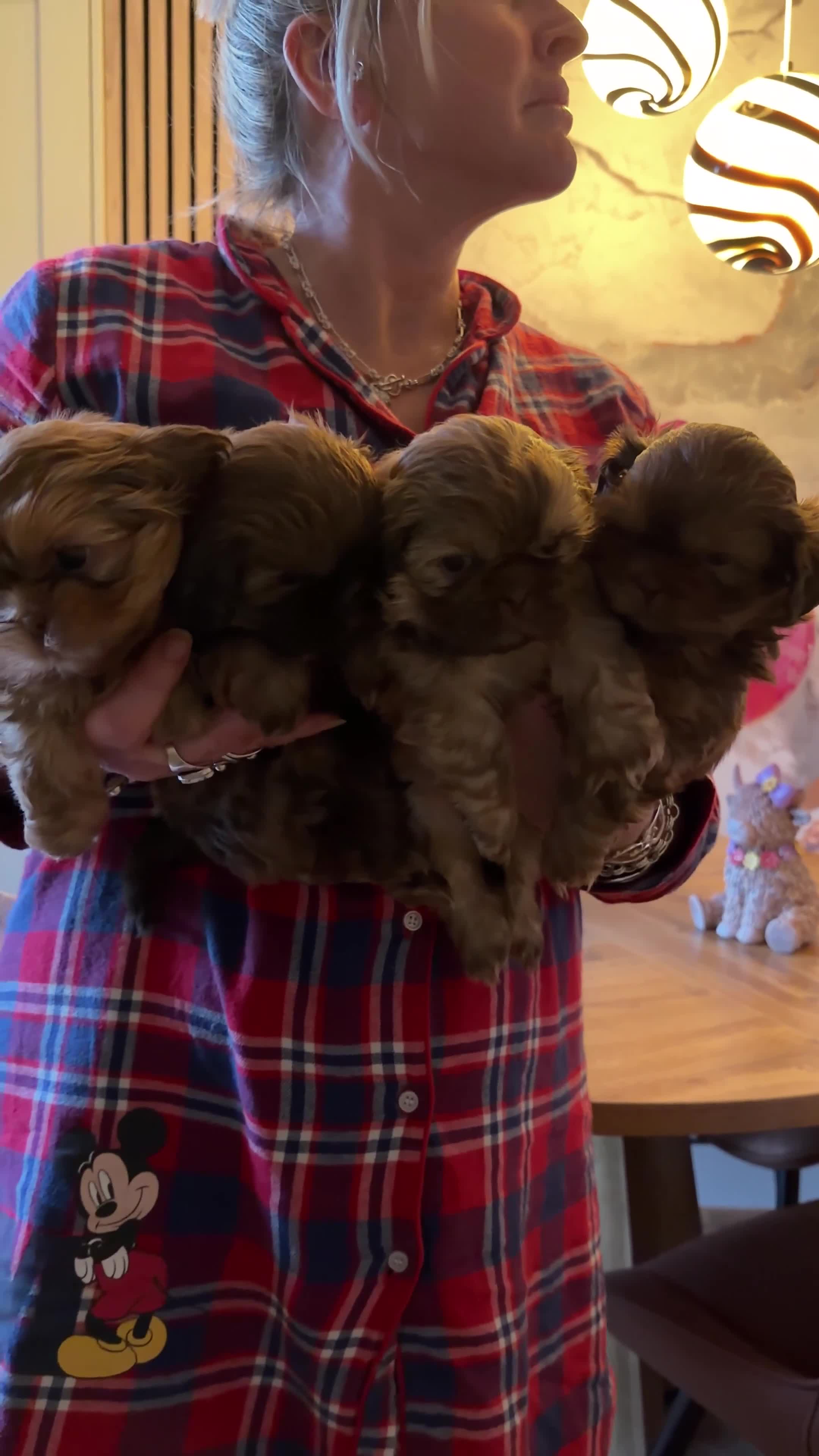 Shih Tzu dogs for sale: Imperial shihtzu  - Video 1