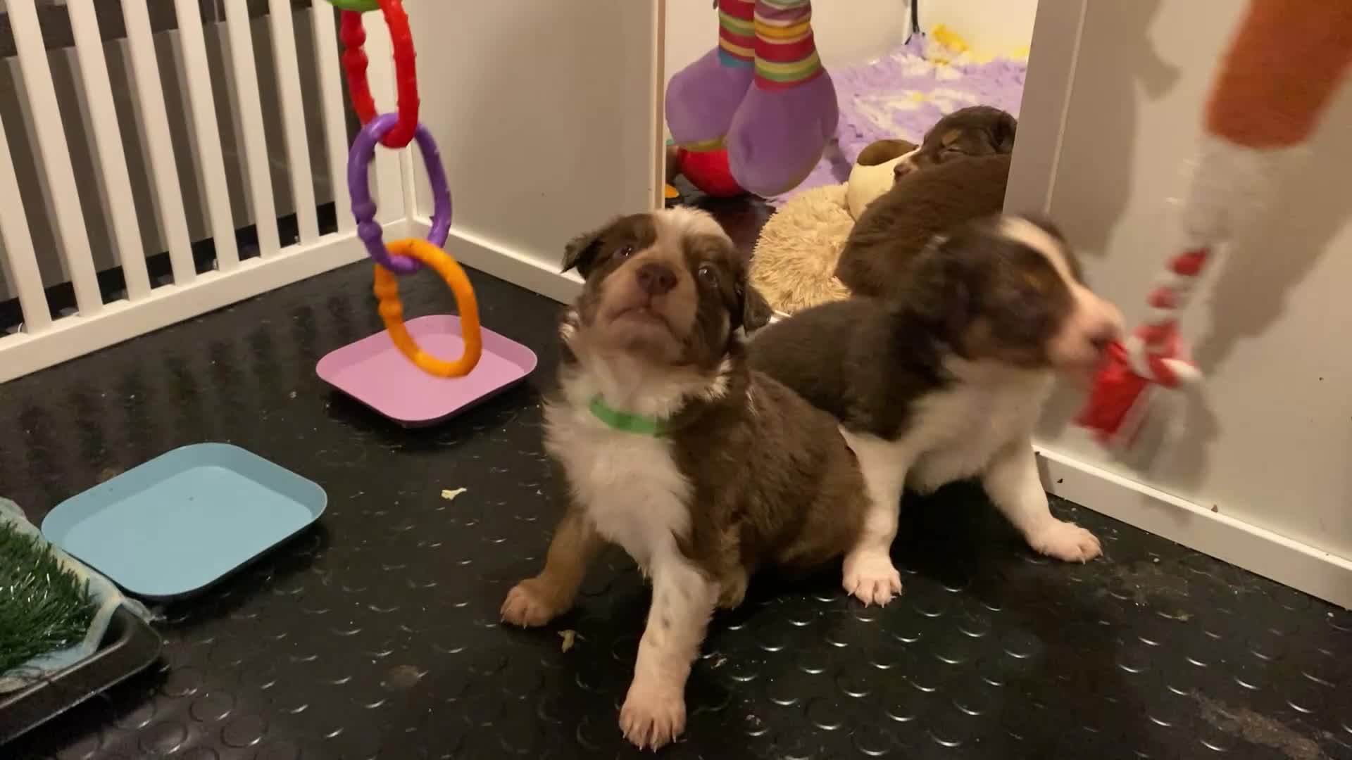 Border Collie dogs for sale: 1 Red/Brown Tri BorderCollie Boy: rough coat - Video 1