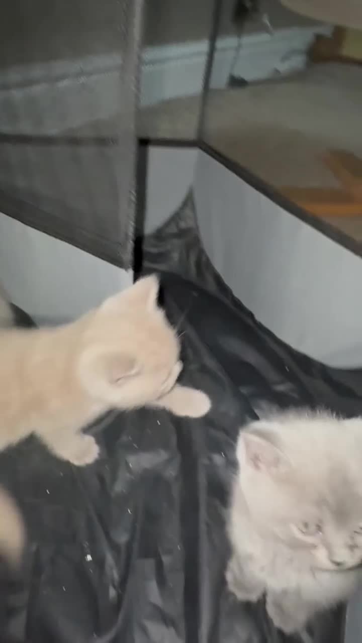 British Shorthair cats for sale: British Shorthair kitten  - Video 3