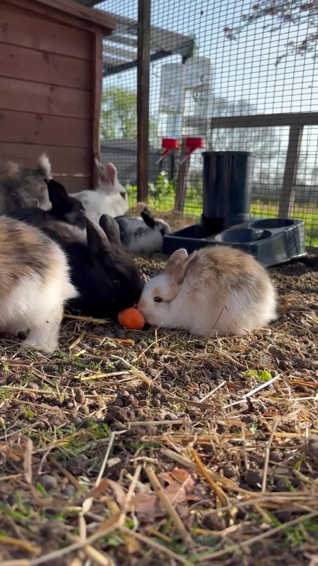 Silver Fox rabbits for sale: Silver fox x mini lop  in Eye - Video 2