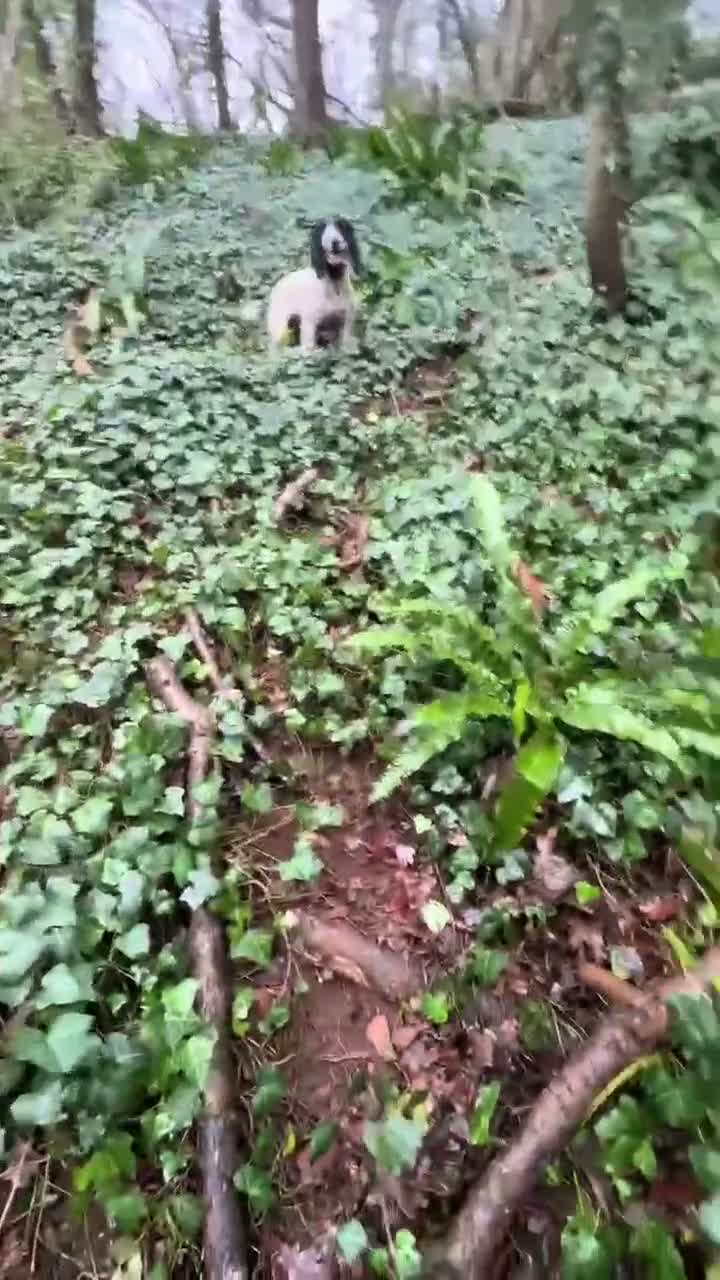Cocker Spaniel dogs for sale: KC working cockers, FTCH lines in Winscombe - Video 3