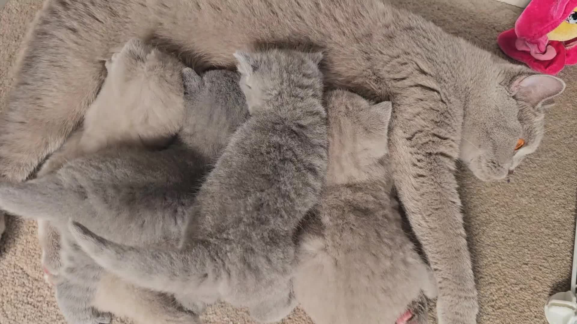 British Shorthair cats for sale: 8 BSH Kittens- 4 of them reserved - Video 4