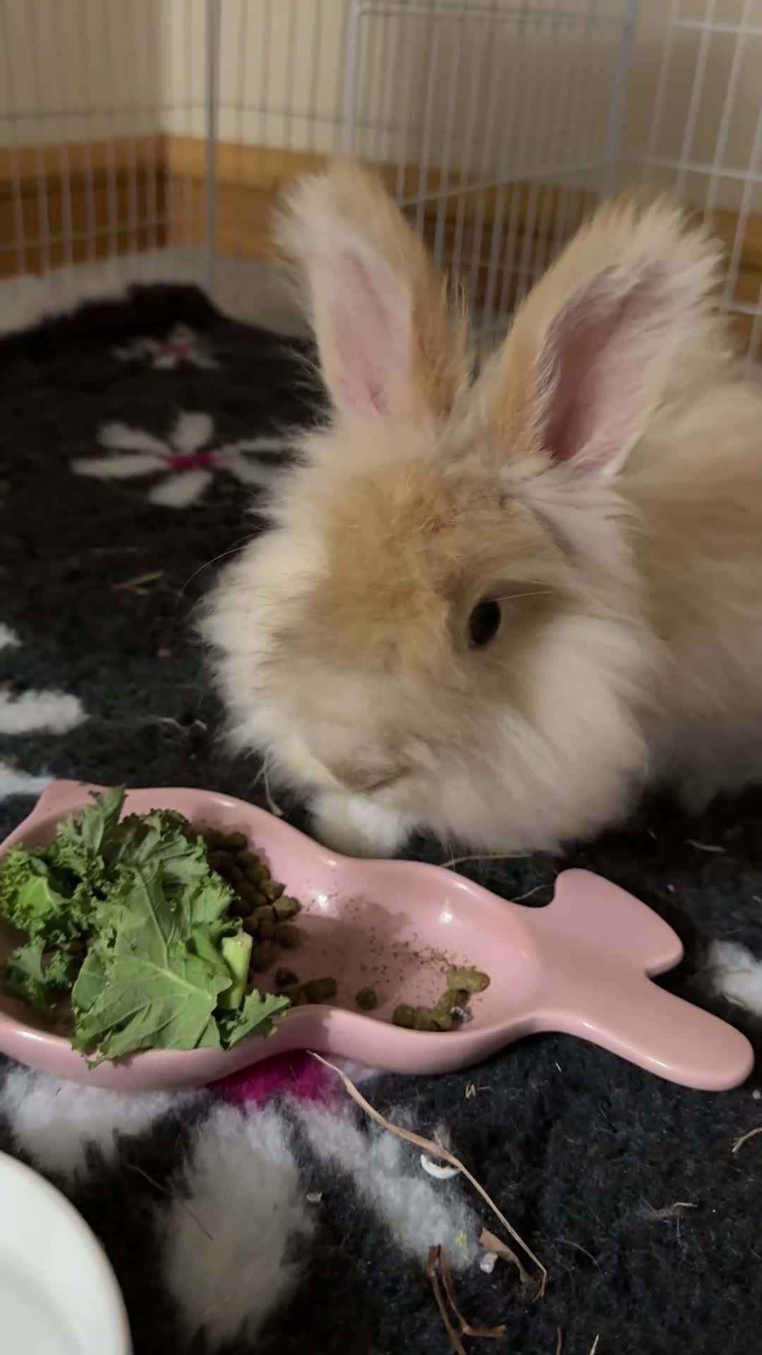Angora rabbits for sale: Full Angora Rabbit - Video 1