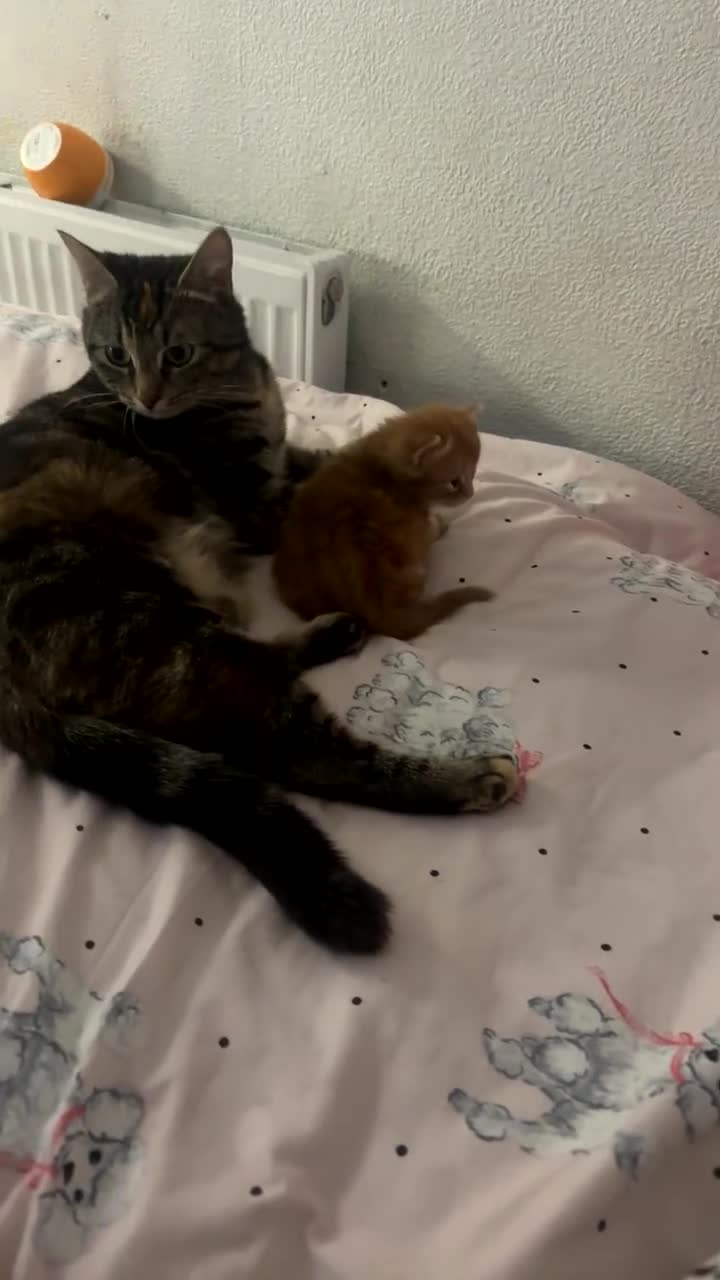 Mixed Breed cats for sale:     Adorable Kittens Must Go as a Group  - Video 2