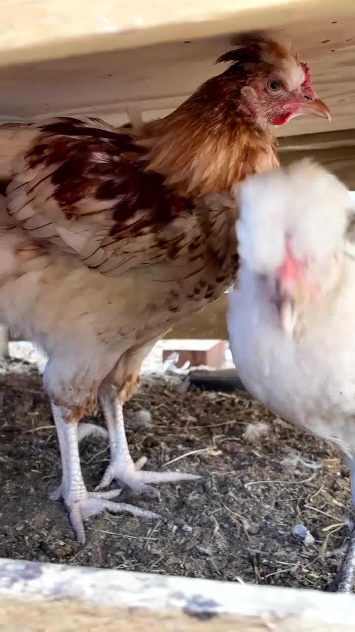 Chickens poultry for sale: friendly young cockerel  - Video 2