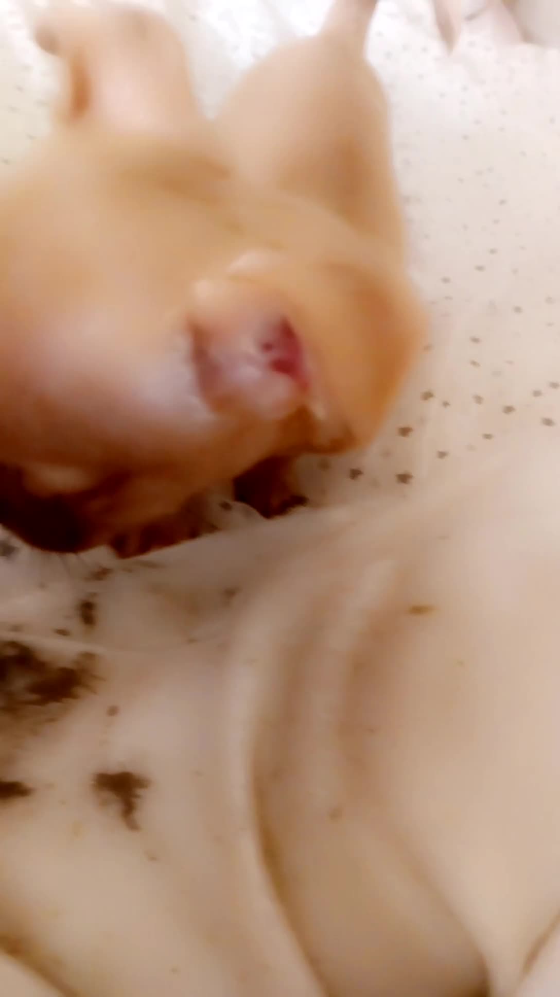 Mixed Breed dogs for sale: Puppies - Video 1