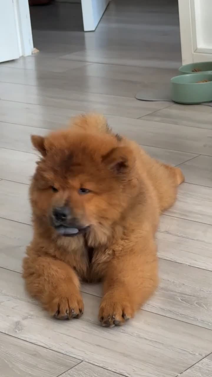 Chow Chow dogs for sale: Beautiful Red Chow Chow Puppy 🐻❤️ - Video 2