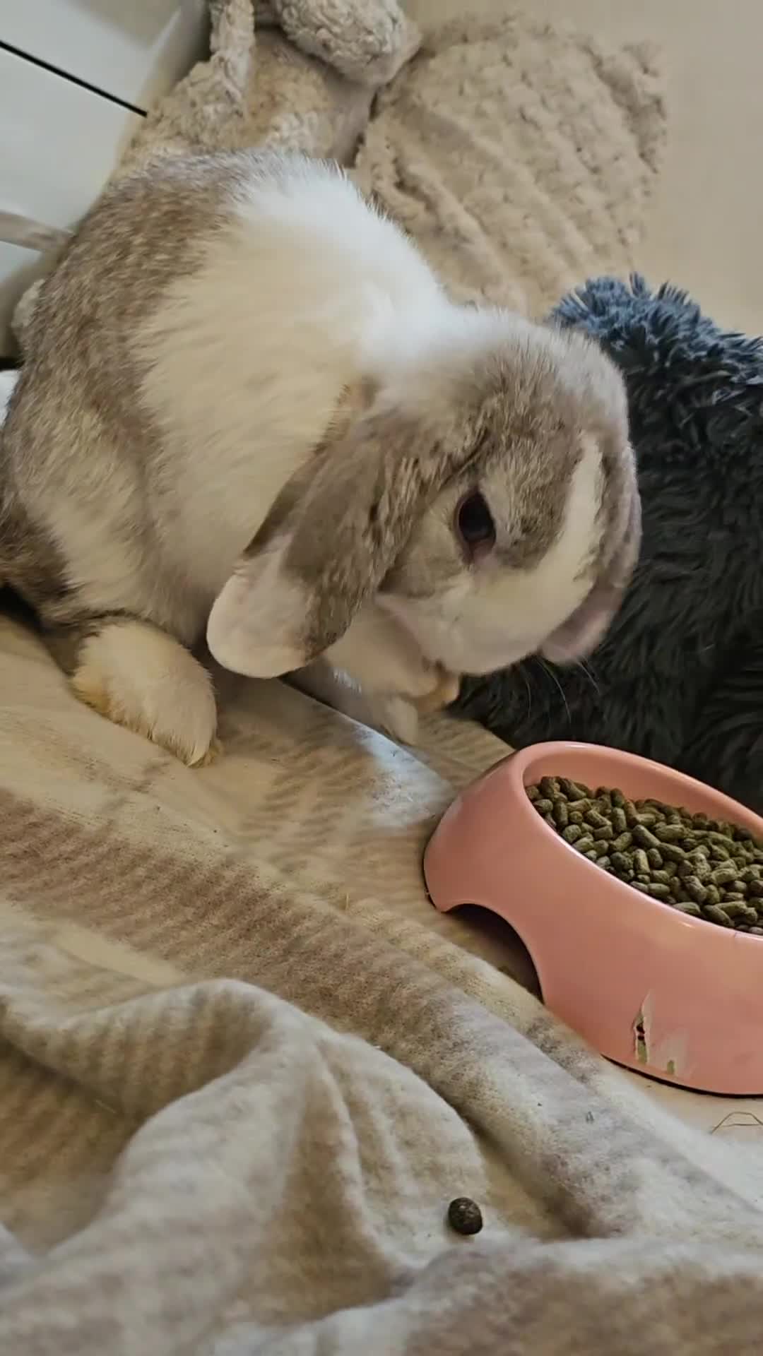 Chinchilla rabbits for sale: Moonie the bunny - Video 1