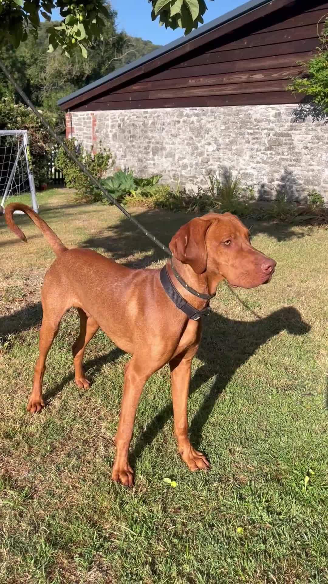 Hungarian Vizsla dogs for sale: Reggie - 8 month old  - Video 1