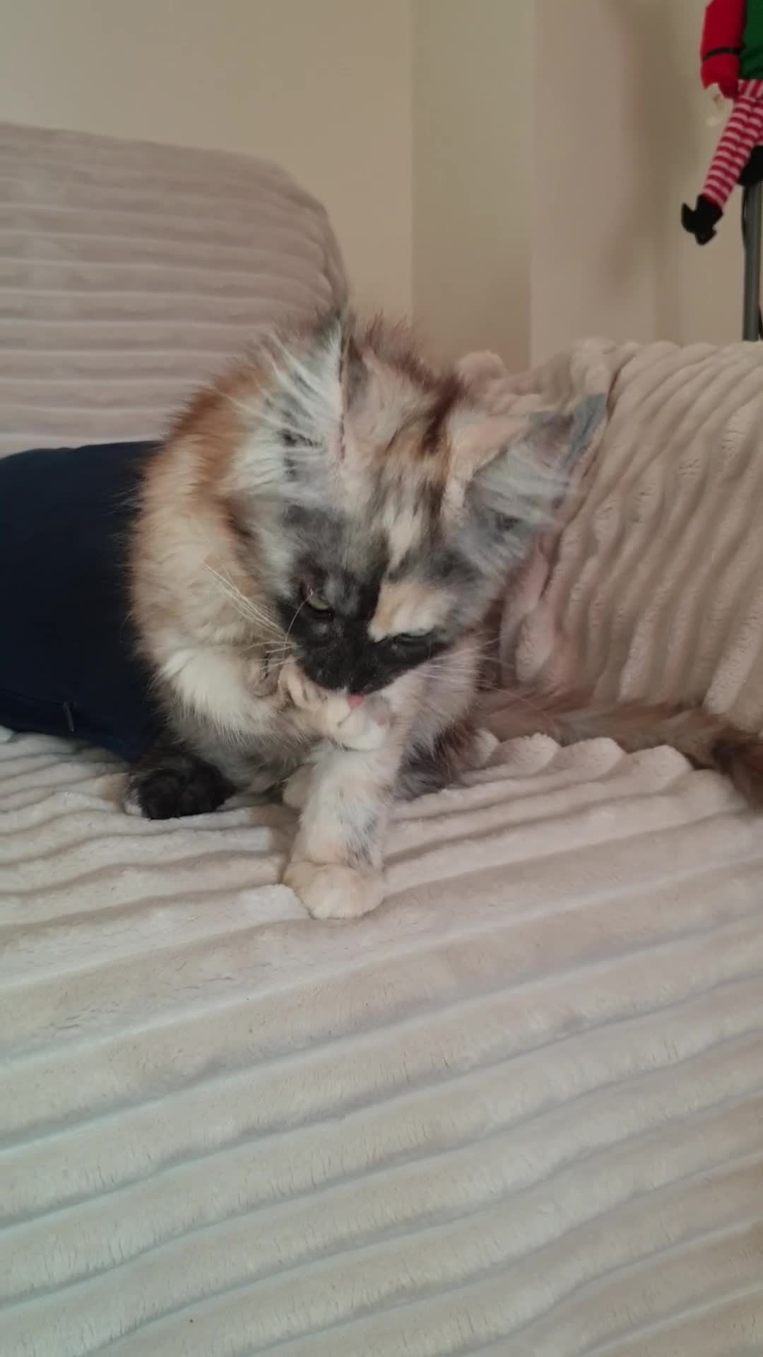 Maine Coon cats for sale: Maine coon girl 💛💙 - Video 1