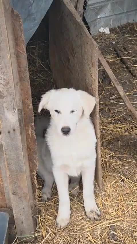 Mixed Breed dogs for adoption: 🐾 Meet BOBBY – Gentle Soul with a Quiet Heart🤍🐶 - Video 3