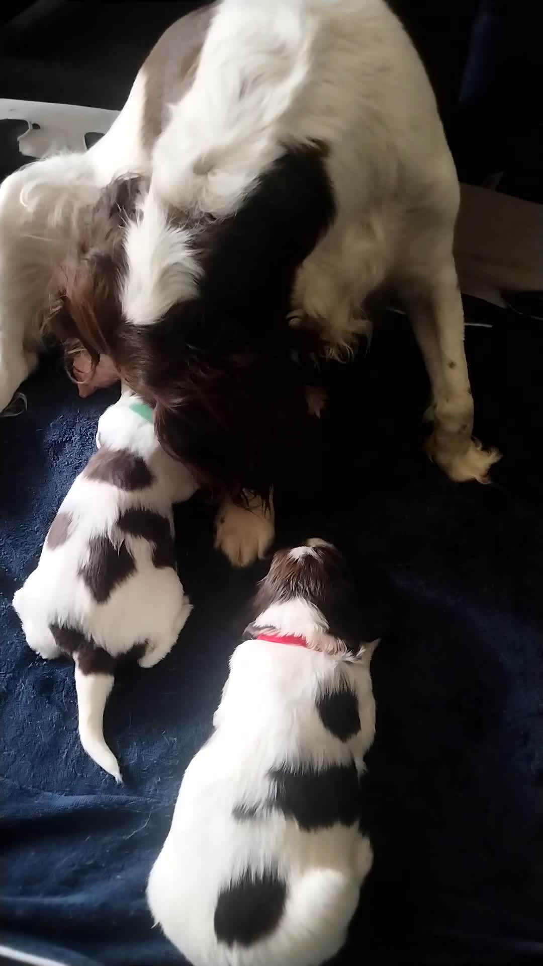English Springer Spaniel dogs for sale: 2 beautiful ESS male puppies  - Video 2