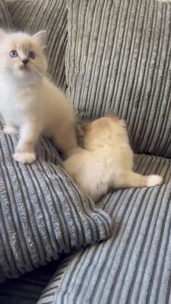 Ragdoll cats for sale: Outstanding GCCF Seal Lynx Ragdoll Kittens 🐾 - Video 2
