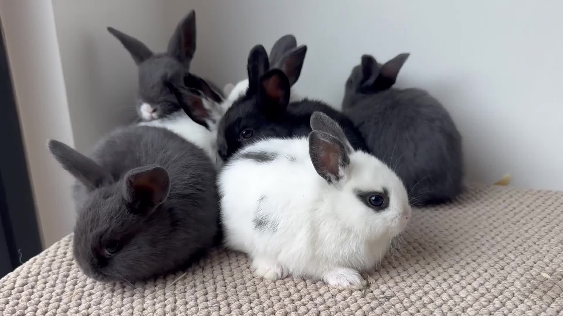 Mixed Breed rabbits for sale: Mini Dutch lops  - Video 1