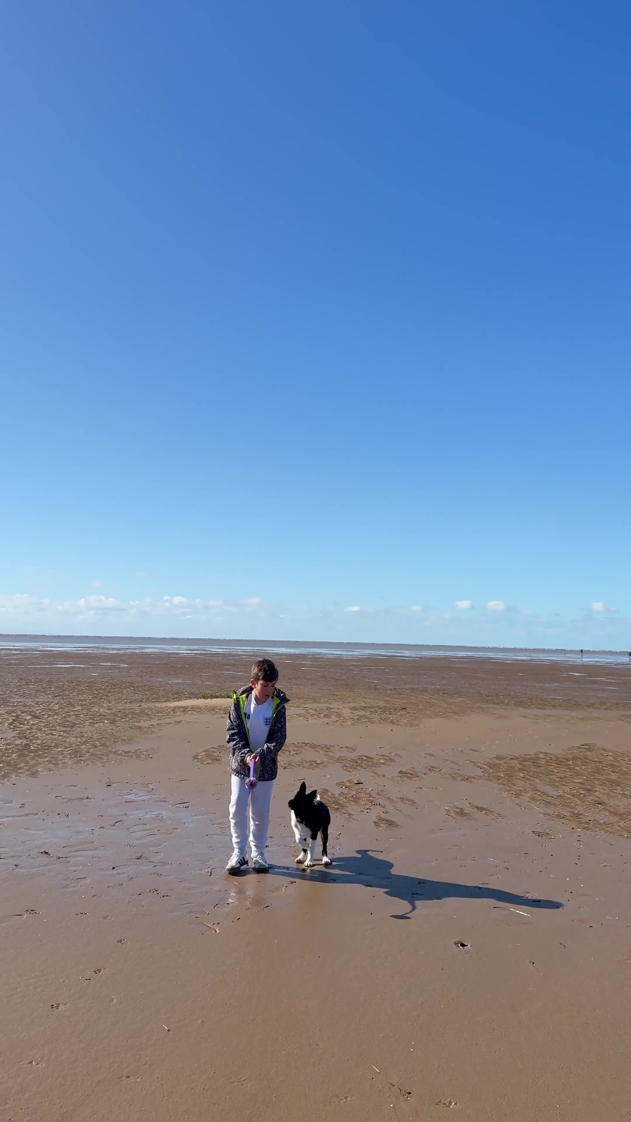 Border Collie dogs for sale: Darcy - Video 2