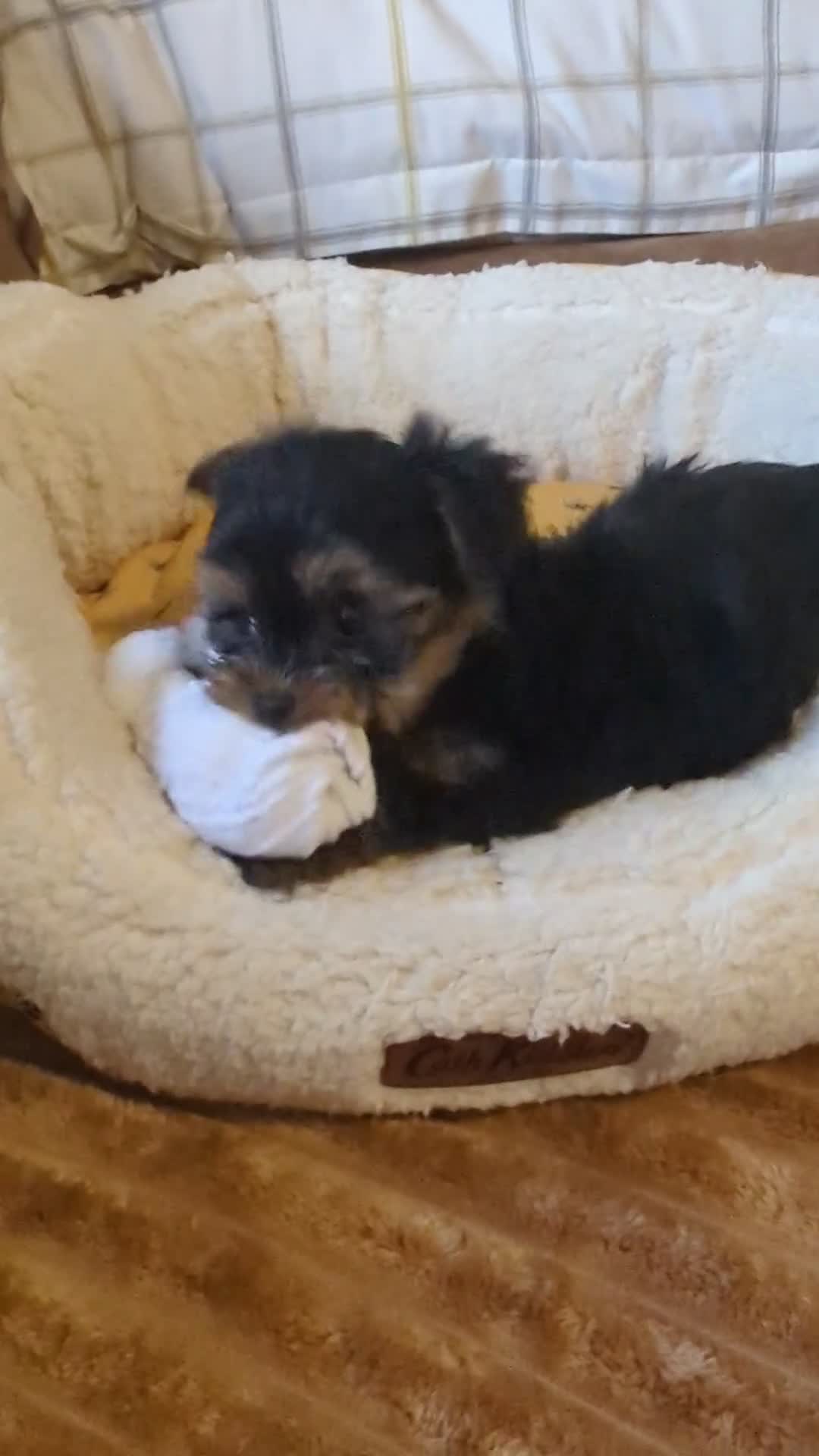 Yorkshire Terrier dogs for sale: Adorable Yorkshire terrier puppy available  - Video 2