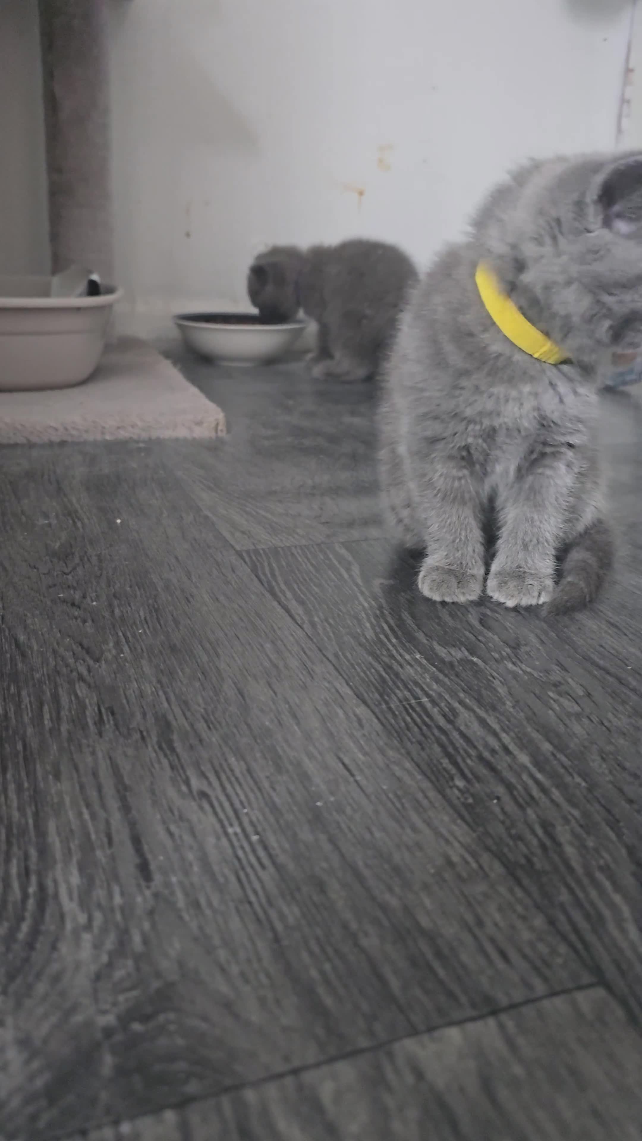 British Shorthair cats for sale: British Shorthair  kittens  - Video 1