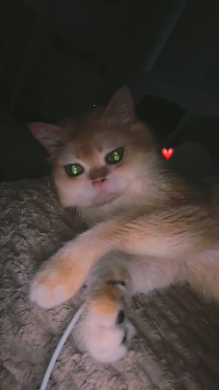 British Shorthair cats for sale: Simba, beautiful short hair - Video 1
