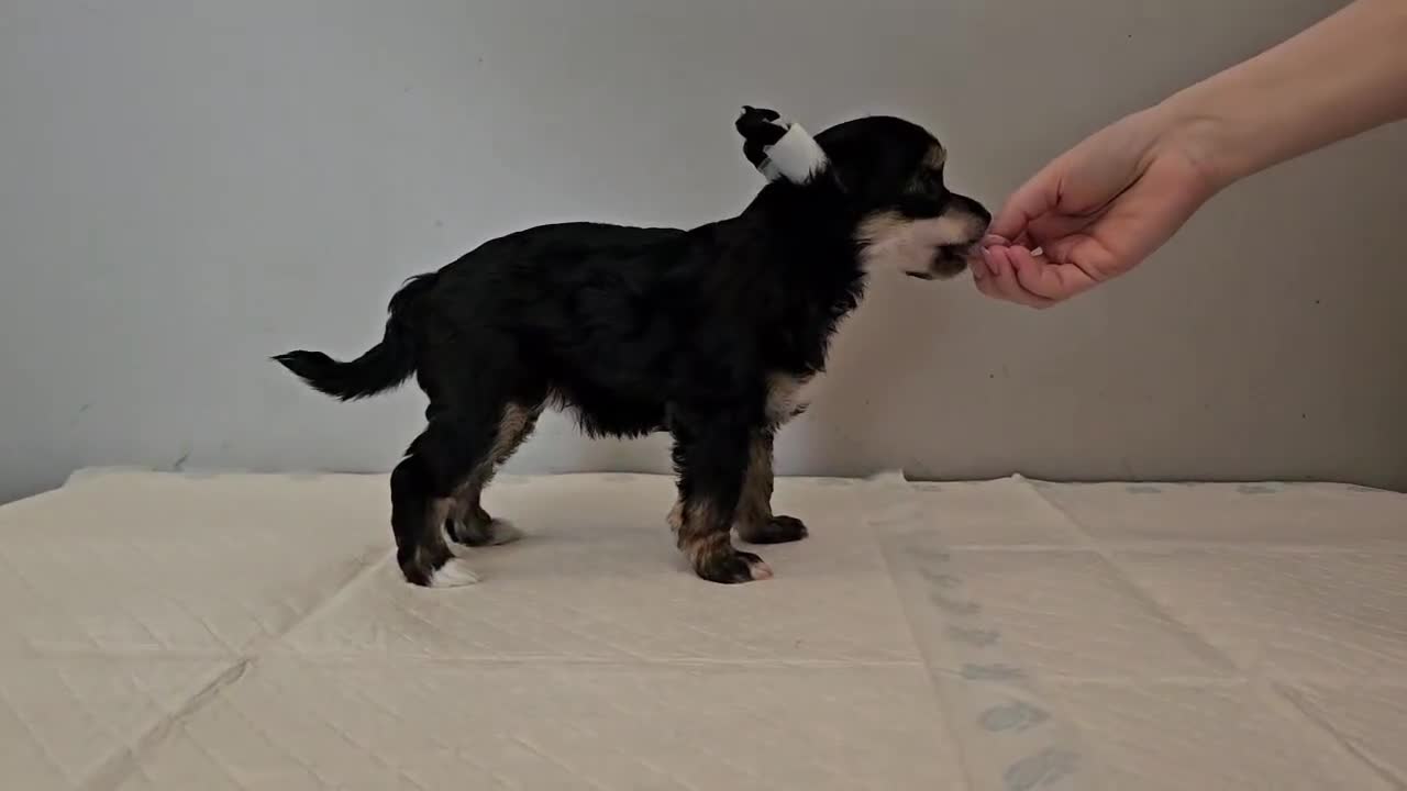 Chinese Crested dogs for sale: Powder puff and hairless girl available  in Crewe - Video 2