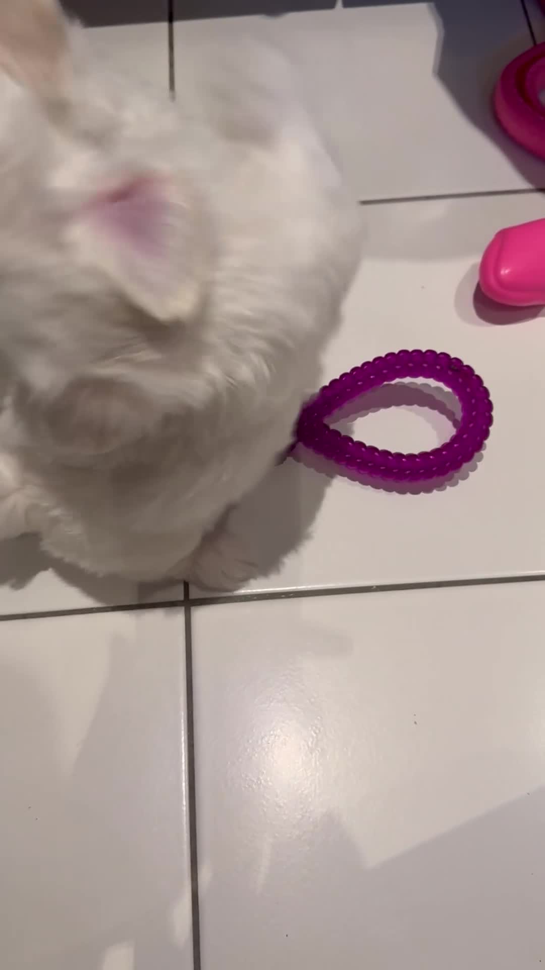 Maltese dogs for sale: 5 Generation KC registered Maltese - Video 4