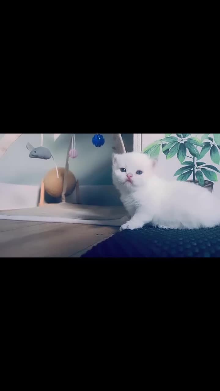 British Longhair cats for sale: 🐾🤩❤️Gold Angels - tiny stars 🐾❤️🐱 - Video 4