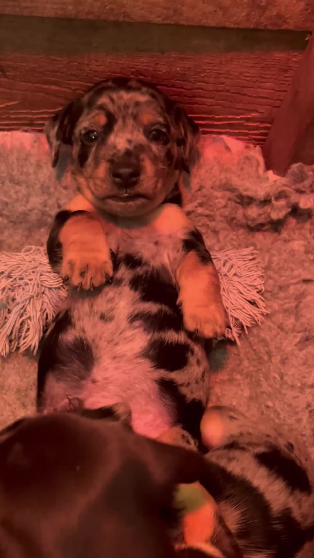 Jackshund dogs for sale: Stunning Homebred Miniature Jackshunds - Video 1