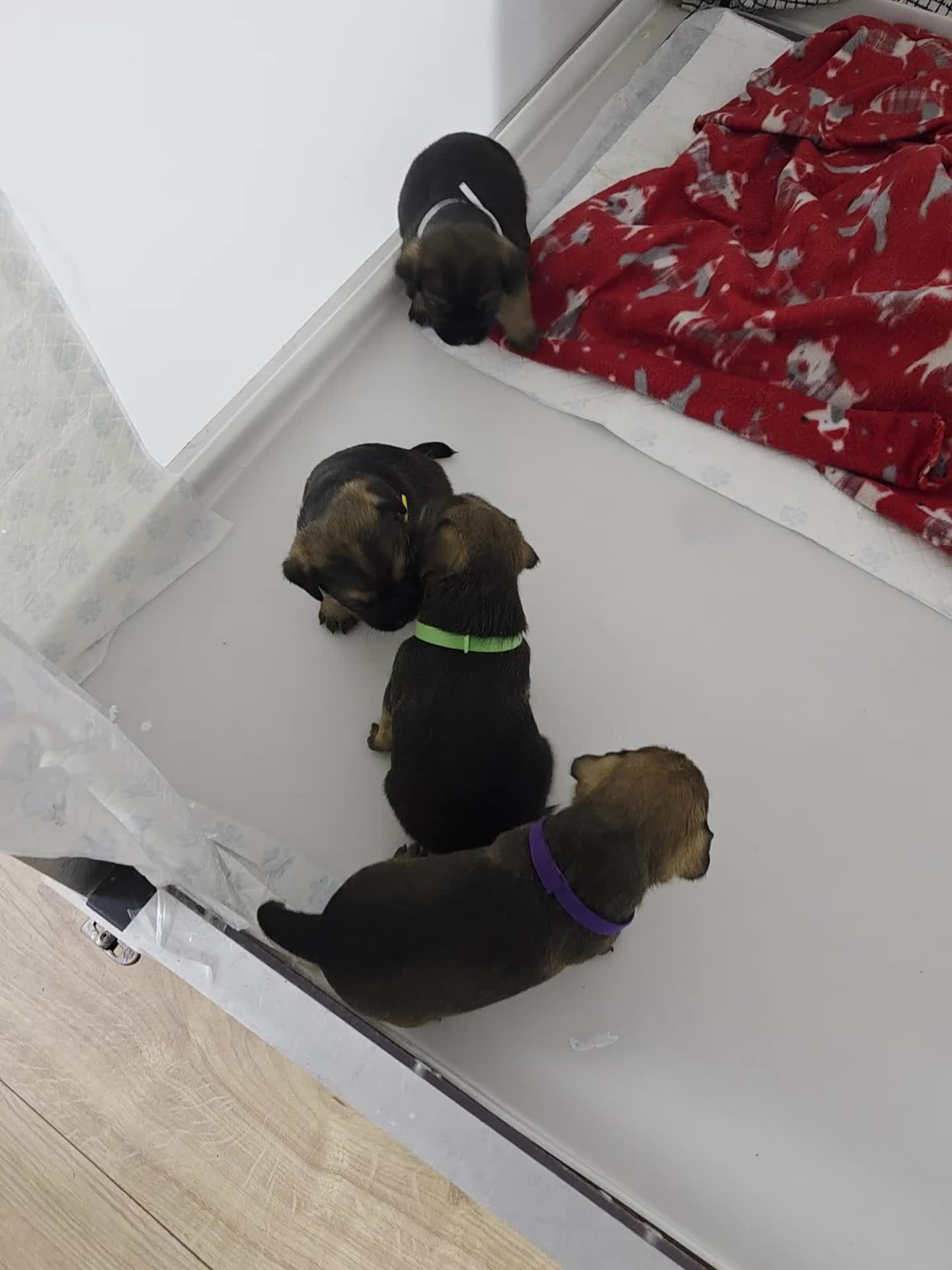 Border Terrier dogs for sale: Beautiful Borer/borderlakeland puppies - Video 1