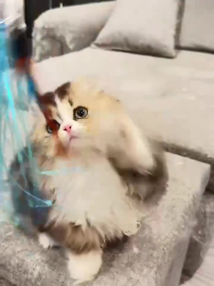 Munchkin cats for sale: Top level Super stunning & rare Minuet - Video 2