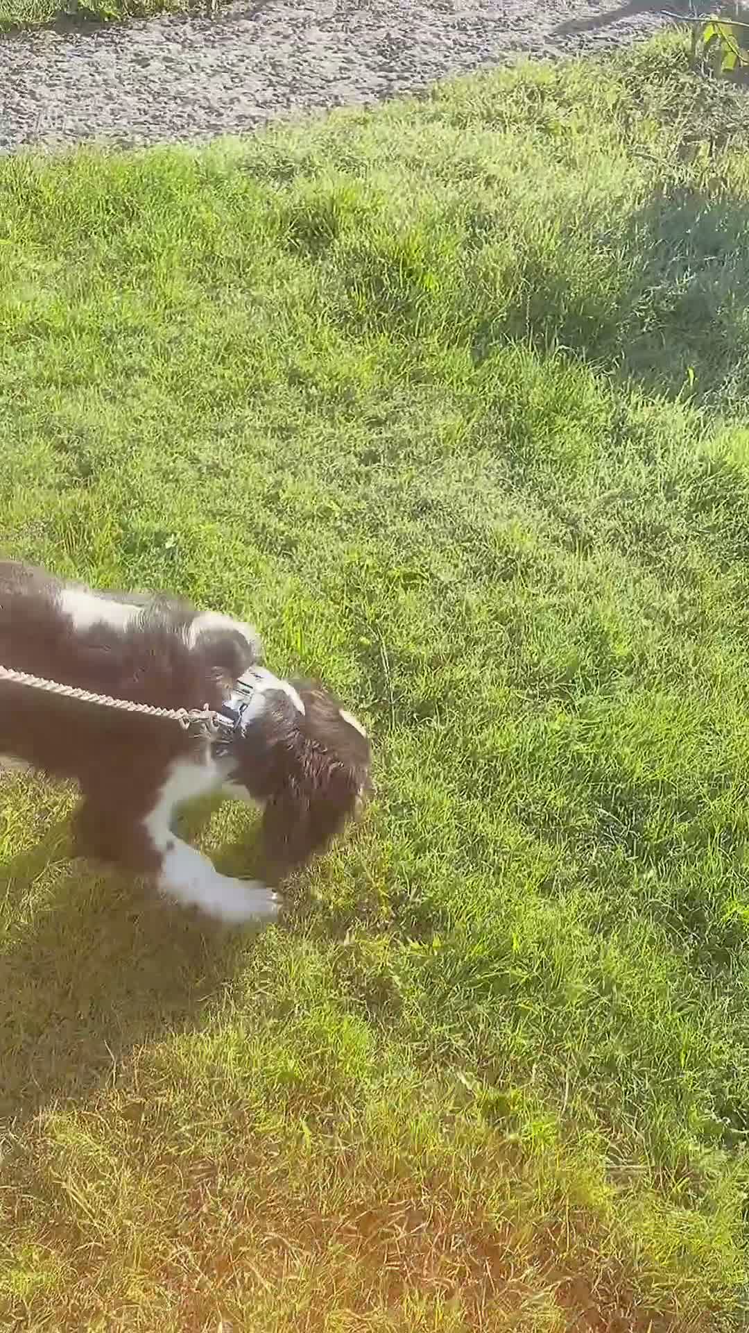Cavalier King Charles Spaniel dogs for sale: Tri Cavalier King Charles spaniel- Louie - Video 1
