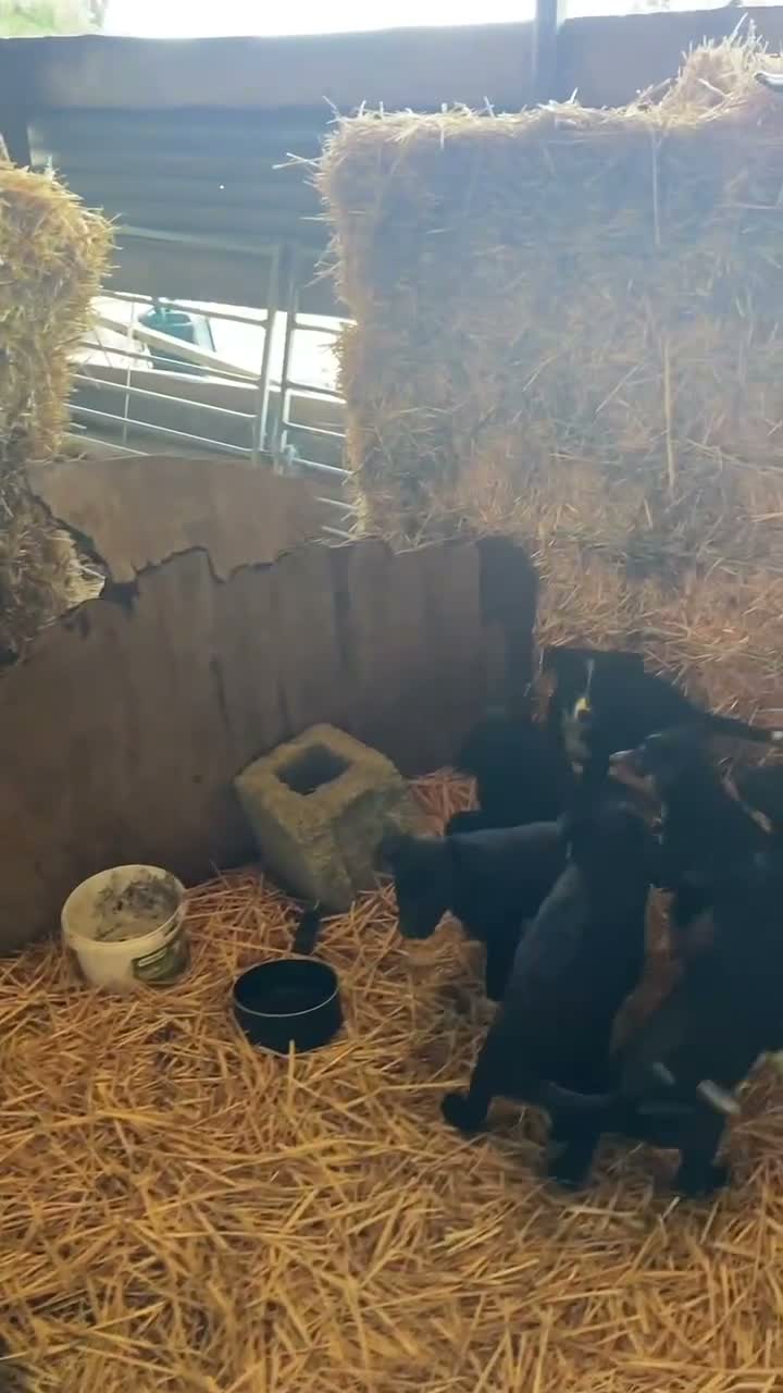 Mixed Breed dogs for sale: Border Collie X puppies  - Video 1