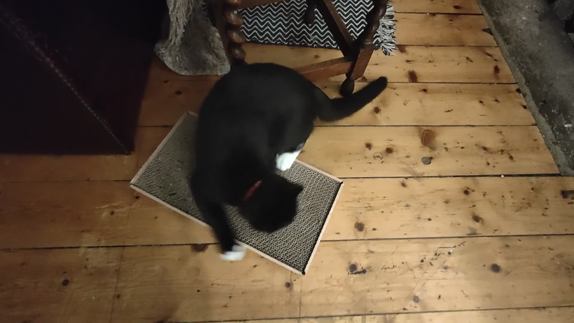 American Shorthair cats for sale: Year Old Male Tuxedo - Dwizzle - Video 5