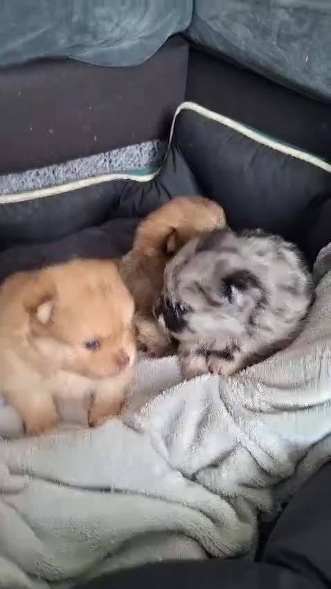 Pomeranian dogs for sale: Pomeranian puppies - Video 1