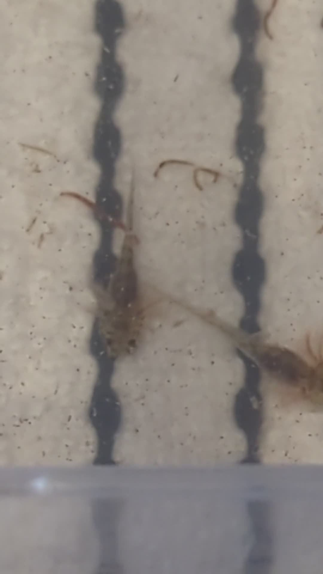 Axolotl reptiles for sale: Baby axoltis  - Video 1