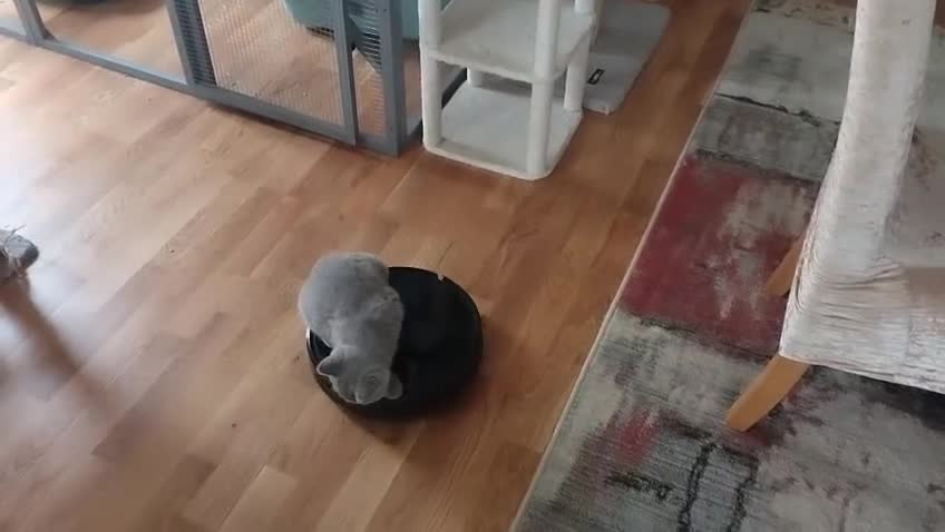 British Shorthair cats for sale: Pedigree  British short hair kittens  - Video 1