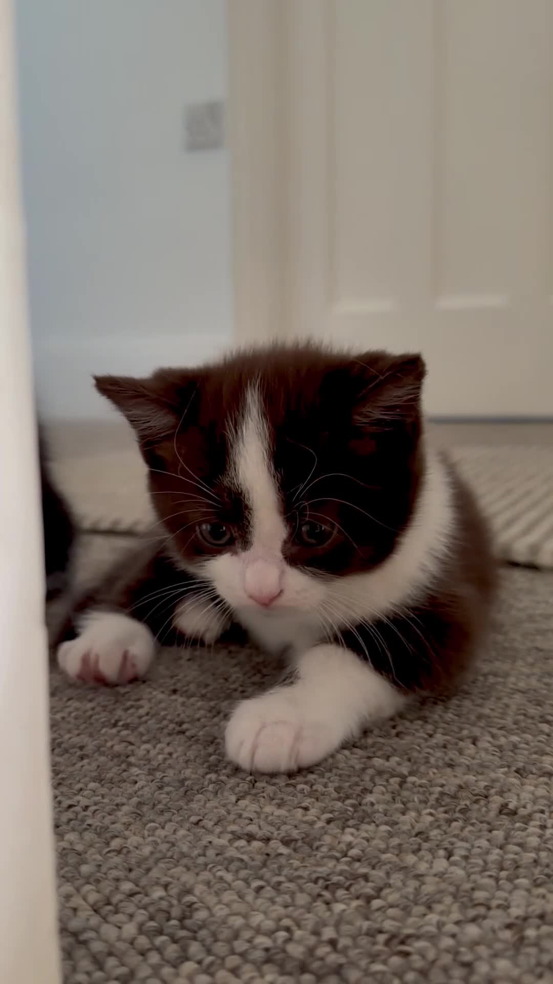 Scottish Fold cats for sale: Stunning Chocolate & White Scottish Kitten  in London - Video 1
