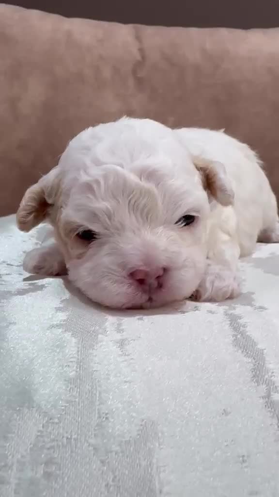 Mixed Breed dogs for sale: DonnaJays something special Cavashihpoo 🌟🌟🌟🌟🌟 - Video 1