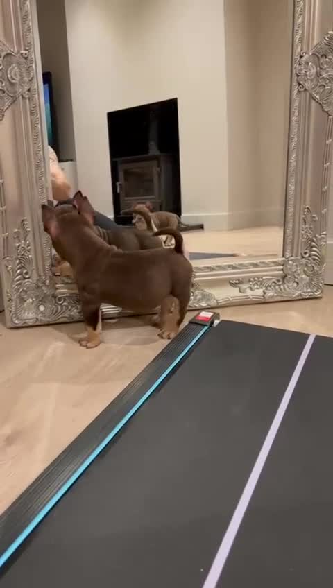 American Bully dogs for sale: ABKC best bloodline Ready to go Pocket Bully  - Video 1