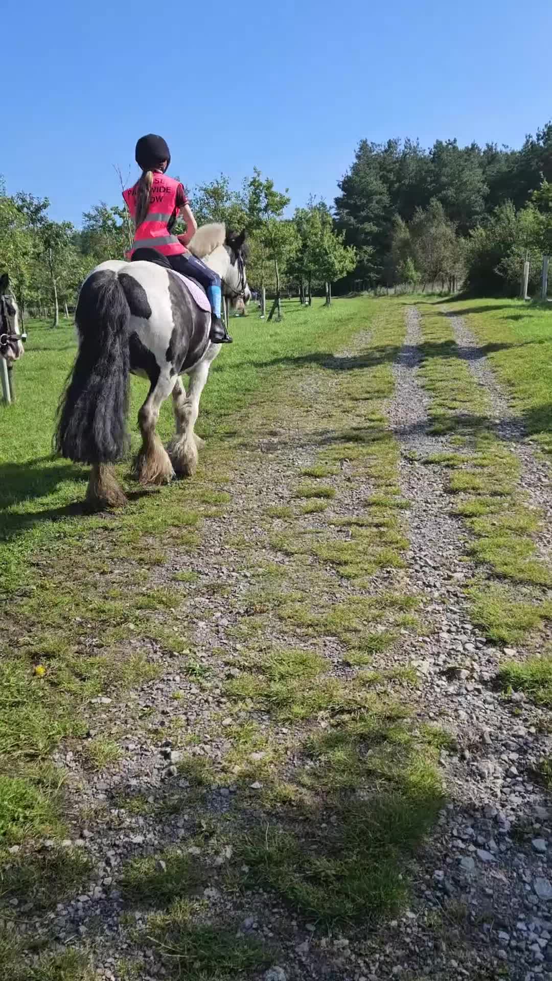 Other Breed horses for sale: 🌟 13.2hh 9-Year-Old Cob Mare 🌟 - Video 5