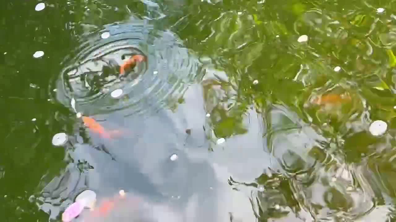 Pond Fish fish for sale: Pond Goldfish in Bedford - Video 2