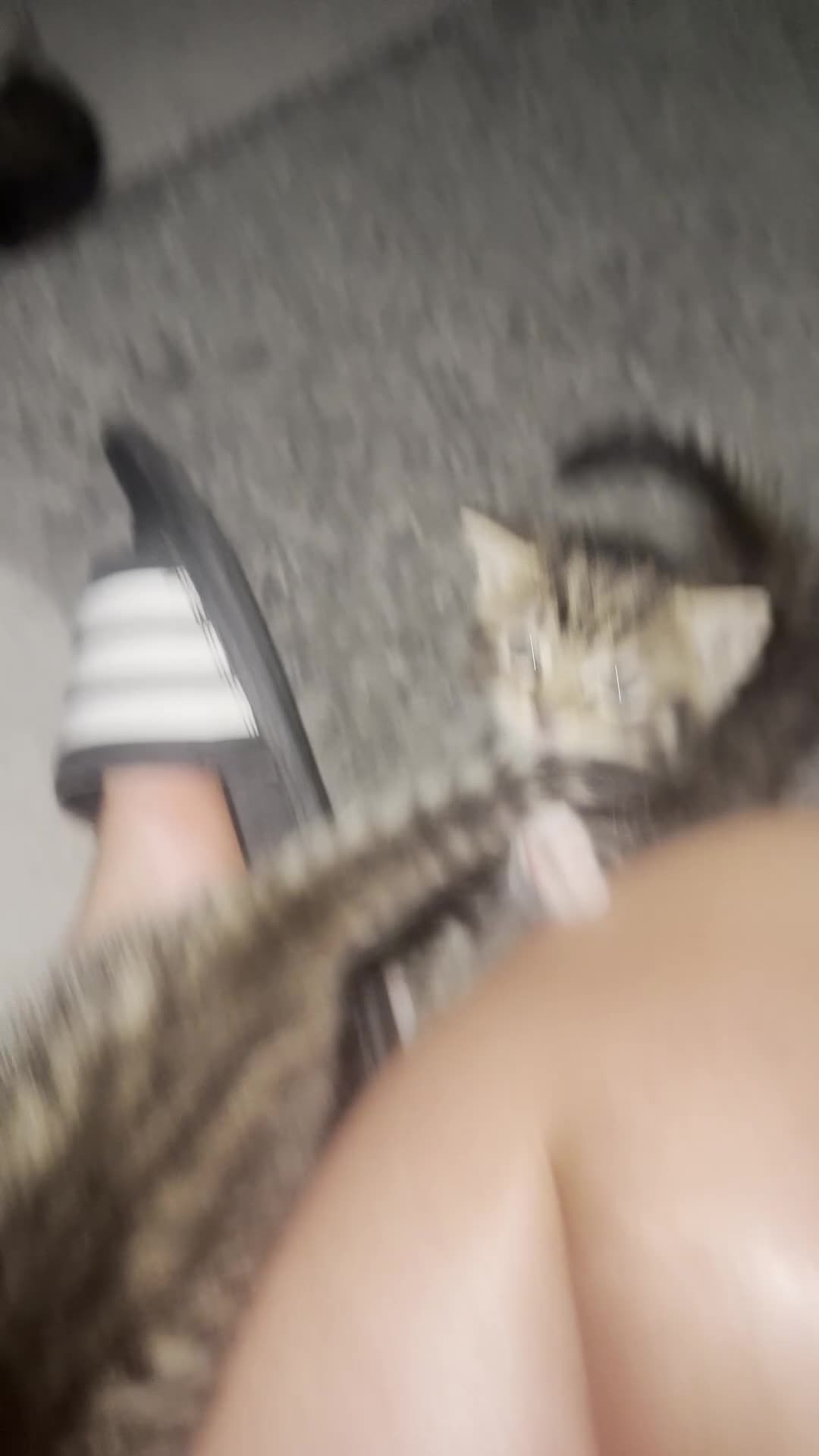 Mixed Breed cats for sale: Tabby kittens with tint of grey  in London - Video 1