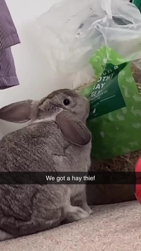 Mini Lop rabbits for sale: Two rabbits for sale together - Video 1