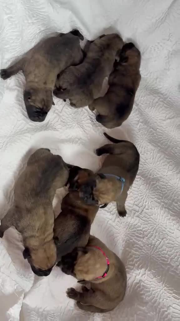 Presa Canario dogs for sale: Purebred Presa canario puppies for sale  - Video 1