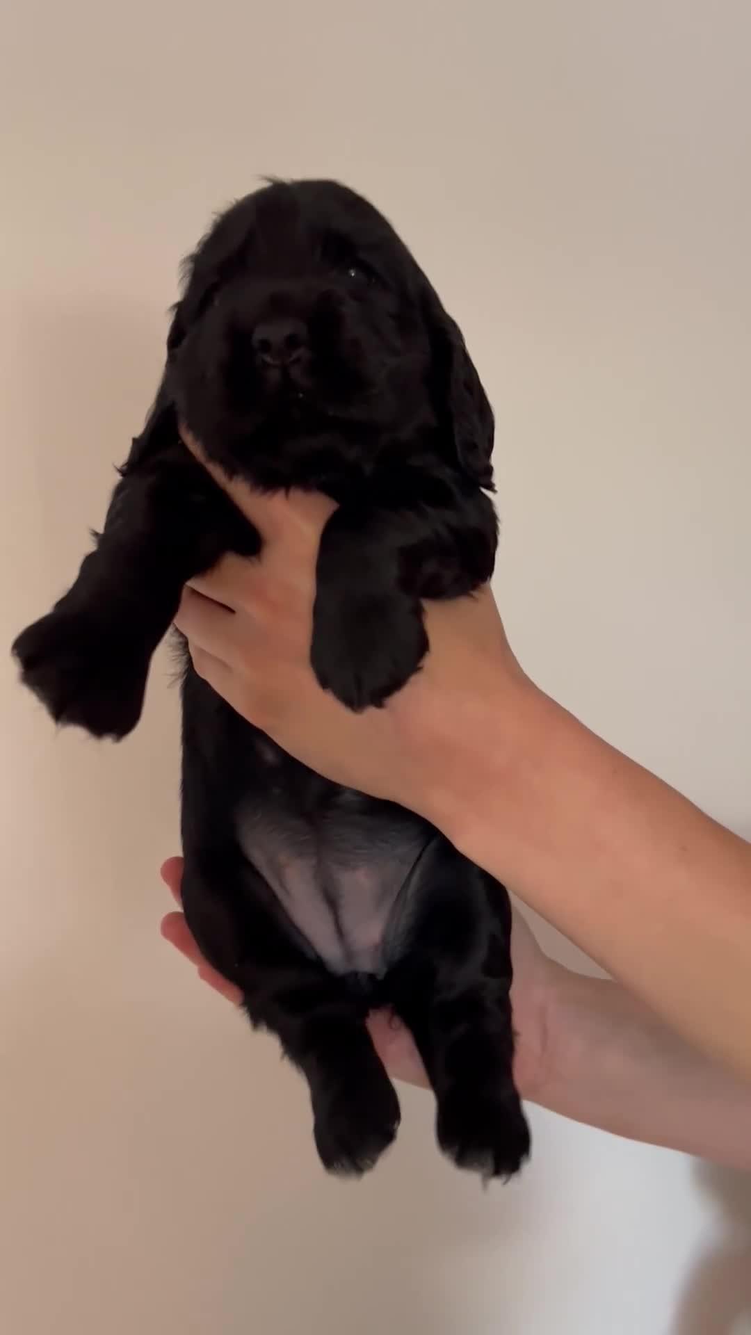 Cocker Spaniel dogs for sale: Outstanding Show Cocker Spaniels DNA Tested - Video 1