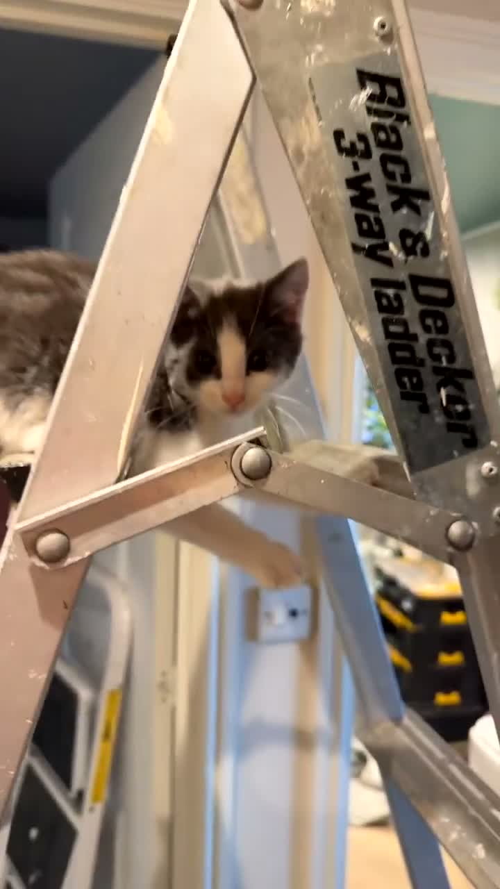 Mixed Breed cats for sale: Ladder climber  - Video 2