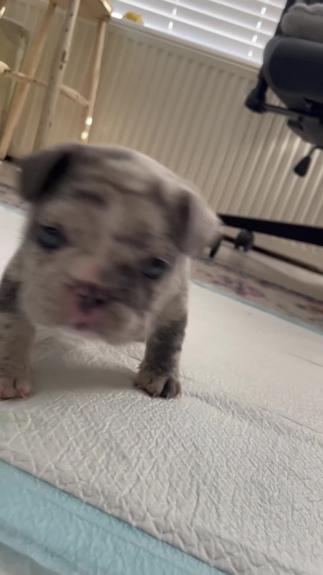 French Bulldog dogs for sale: Blue/Tan Merle & Blue/Tan French bulldog pups - Video 1