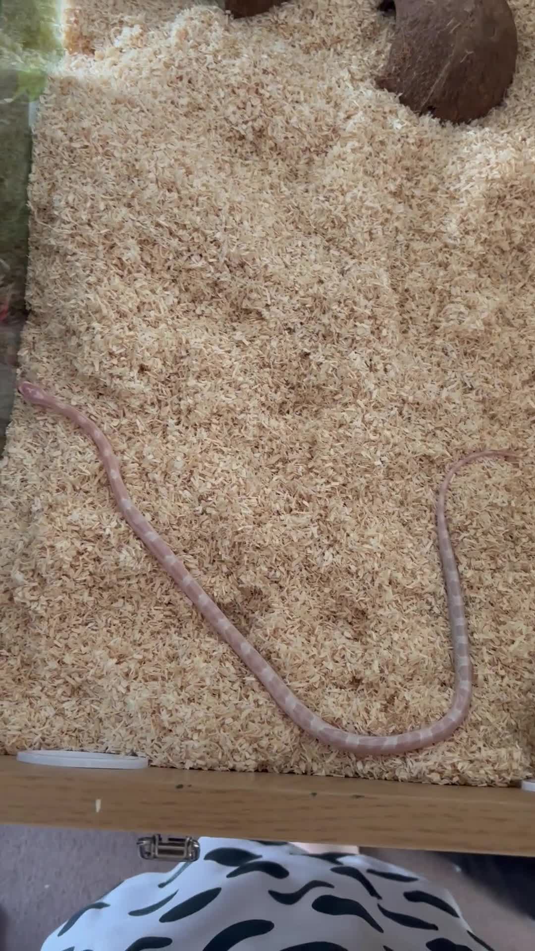 Corn Snake reptiles for sale: Snowie corn snake  - Video 1