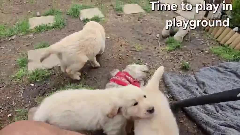 Golden Retriever dogs for sale: KC Golden Retriever Puppies 1x GIRL LEFT   - Video 1