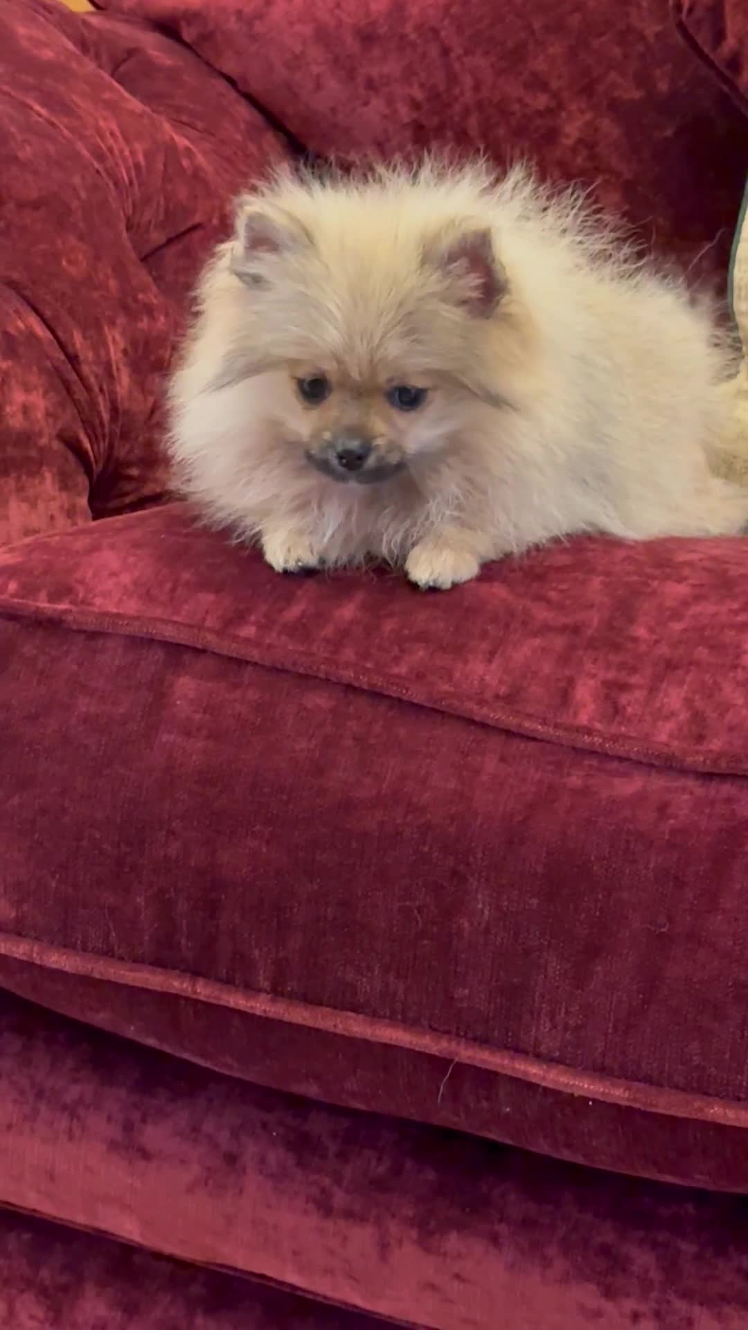 Pomeranian dogs for sale: Beautiful sable Boy Ready Now - Video 1